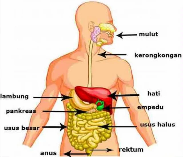 Fakta Tentang Air Alkali