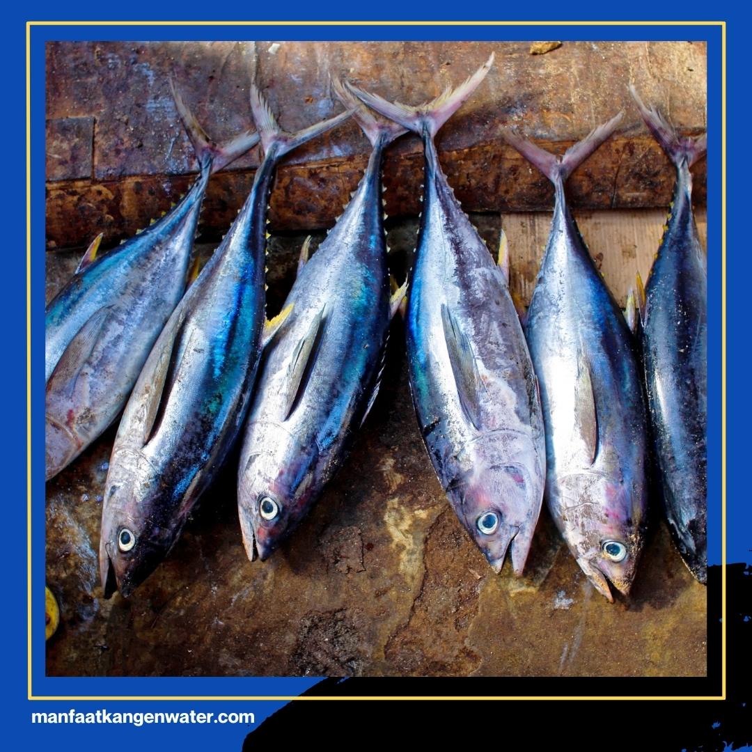 cara memasak ikan tuna yang sehat